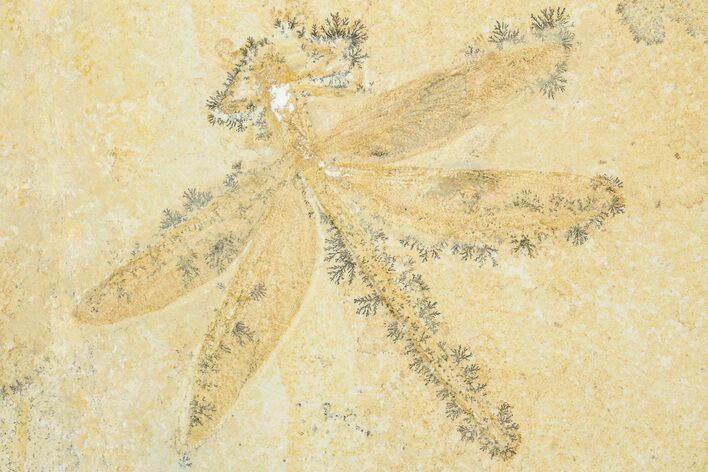 Huge, Fossil Dragonfly with Dendrites - Solnhofen Limestone #279059